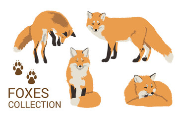 Red Fox Isolated on White Background. Collection of Red Foxes. Realistic Fox Vector Illustration