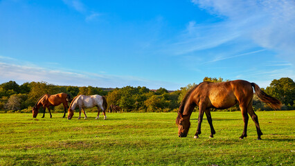 New Forest Ponies