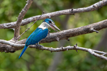 Collared kingfisher, White-collared kingfisher, Mangrove kingfisher at Bang Poo, Samut Prakan, Thailand.