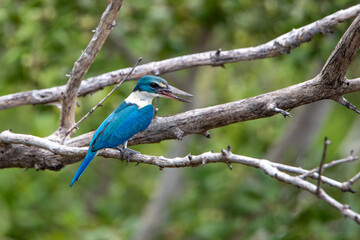 Collared kingfisher, White-collared kingfisher, Mangrove kingfisher at Bang Poo, Samut Prakan, Thailand.