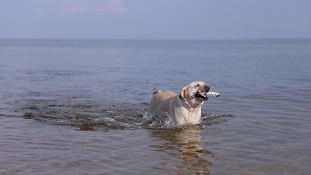 Fawn labrador swimming in the river. Running on water with splashes. Labrador bitch runs after a stick and looks for her in the water. The river in which the dog bathes. 
