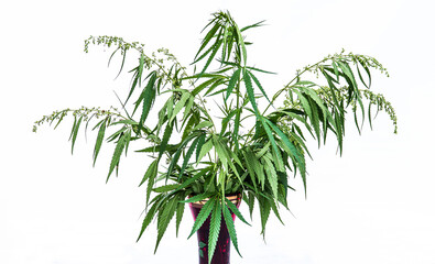 Bouquet of flowering cannabis plants in a vase isolated on a white background.