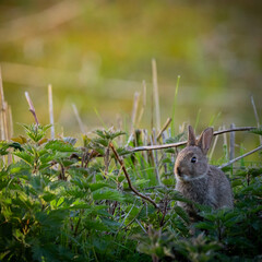 rabbit in the grass, golden hour