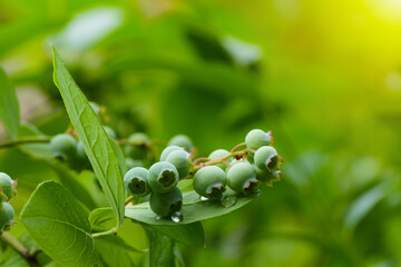 Branch of large, green blueberries. Selective focus.