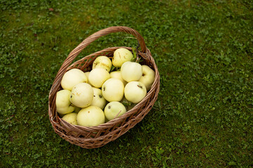 harvest of green apples in a wicker basket on green grass
