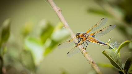 dragonfly on a branch