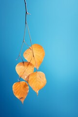 Autumn leaves on a blue background, emphasizing minimalism