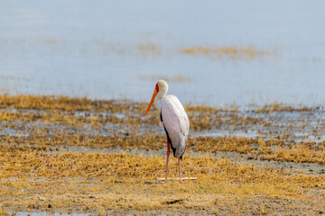 Wild birds in Serengeti National Park