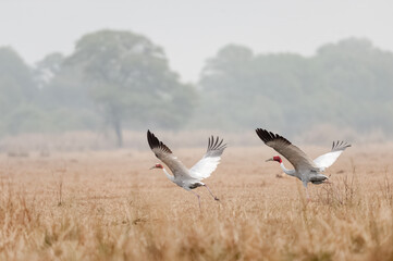 Sarus crane flapping wings against grassy background. Winter morning.