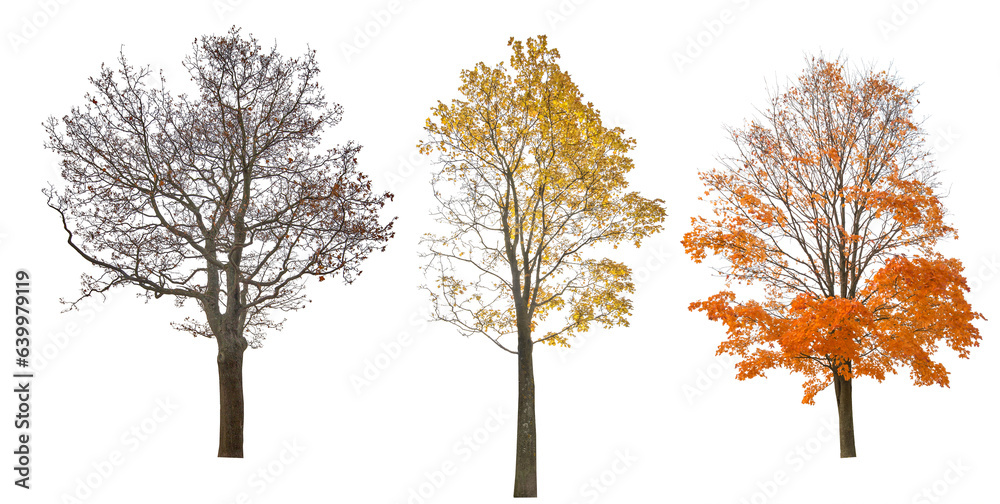 Canvas Prints three autumn large maple tree on white
