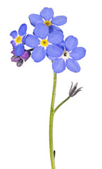 blue forget-me-not small four fine blooms group