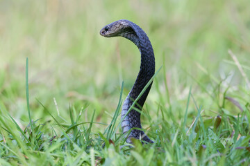 Fototapeta premium Javanese spitting cobra on a grassland