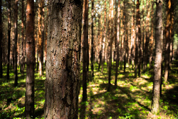 Forest landscape.Beautiful forest nature. Tall old pine trees. Summer sunny day. Azerbaijan