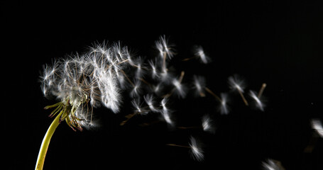 Common Dandelion, taraxacum officinale, seeds from 'clocks' being blown and dispersed by wind,...