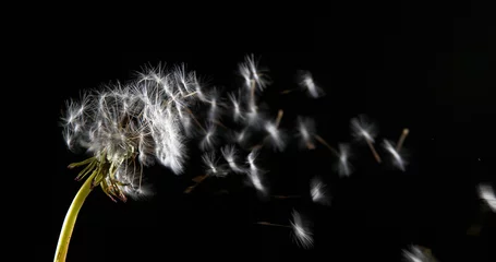 Fotobehang Common Dandelion, taraxacum officinale, seeds from 'clocks' being blown and dispersed by wind, Normandy, © slowmotiongli