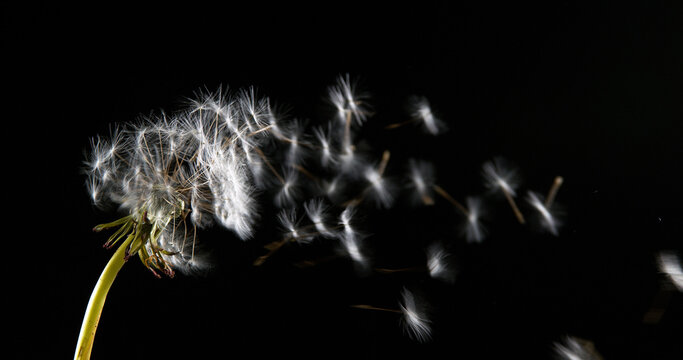 Fototapeta Common Dandelion, taraxacum officinale, seeds from 'clocks' being blown and dispersed by wind, Normandy,