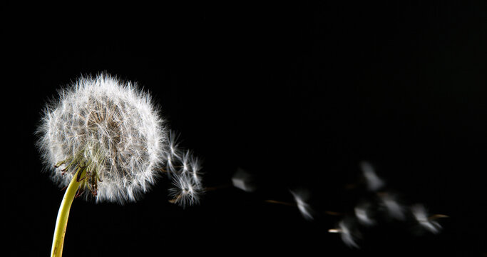 Fototapeta Common Dandelion, taraxacum officinale, seeds from 'clocks' being blown and dispersed by wind, Normandy,