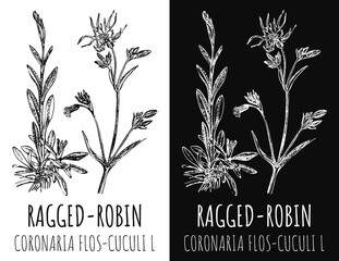 Drawing RAGGED-ROBIN. Hand drawn illustration. The Latin name is CORONARIA FLOS-CUCULI L.