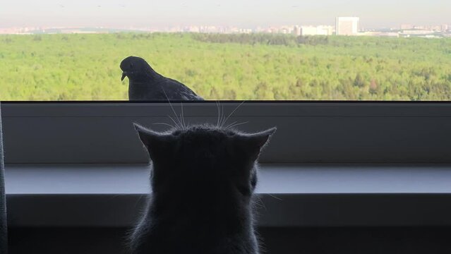 The cat watches as the pigeon sat at the window