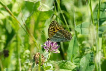 Silver-washed Fritillary butterfly (Argynnis paphia) sitting on a pink flower in Zurich, Switzerland