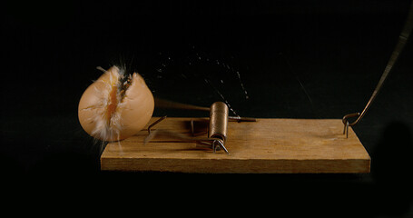 Mousetrap Breaking a Chicken Egg against Black Background