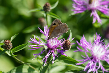 Meadow brown (maniola jurtina) butterfly sitting on a pink flower in Zurich, Switzerland