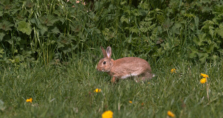 European Rabbit or Wild Rabbit, oryctolagus cuniculus, Adult running through Flowers, Normandy