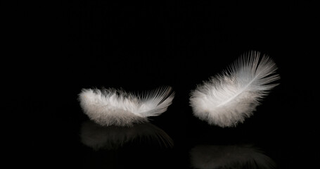 White Feathers Falling against Black Background, Normandy