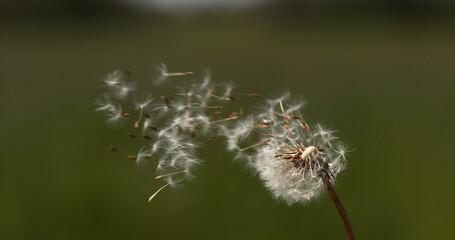Common Dandelion, taraxacum officinale, seeds from 'clocks' being blown and dispersed by wind,...