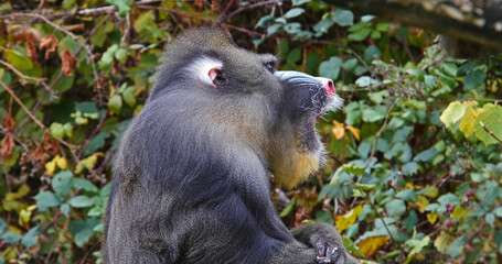 Mandrill, mandrillus sphinx, Portrait of Male Yawning