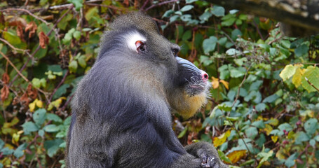 Mandrill, mandrillus sphinx, Portrait of Male