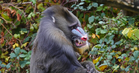Mandrill, mandrillus sphinx, Portrait of Male