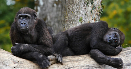 Eastern Lowland Gorilla, gorilla gorilla graueri, Females resting