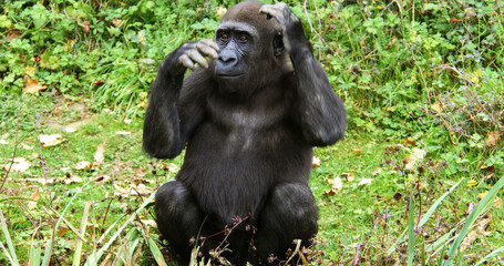 Eastern Lowland Gorilla, gorilla gorilla graueri, Female sitting