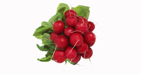 Red Radish, raphanus sativus against White Background