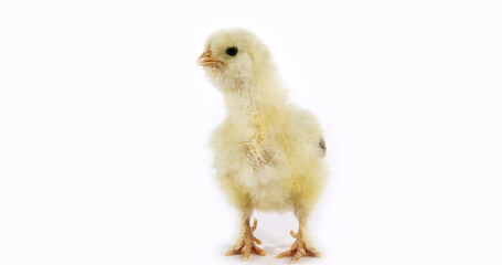 Chick against White Background