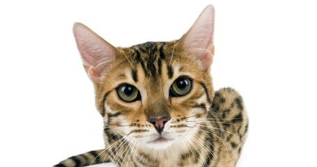 Fototapeta premium Brown Spotted Tabby Bengal Domestic Cat standing against White Background