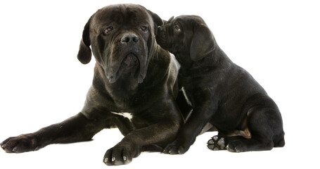 Cane Corso, a Dog Breed from Italy, Mother and Pup against White Background