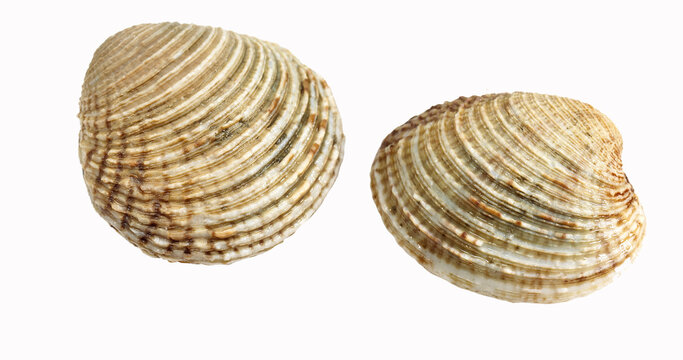 Clam, venus verrucosa, Shells against White Background