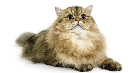 Fototapeta premium Golden Persian Domestic Cat laying against White Background