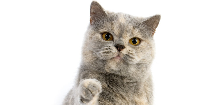 Blue Cream British Shorthair Domestic Cat, Portrait of Female against White Background
