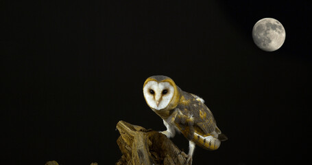 Barn Owl, tyto alba, Adult looking around at Moon, Normandy