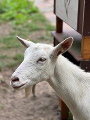 head of a white curious goat in nature