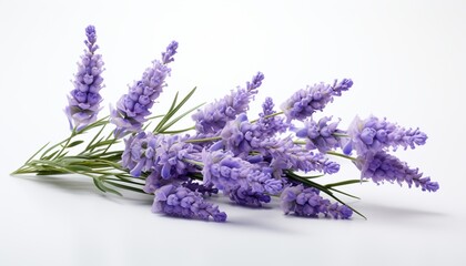 lavender flowers isolated on white