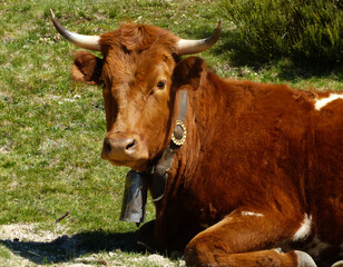 Vaca marrón acostada en el césped