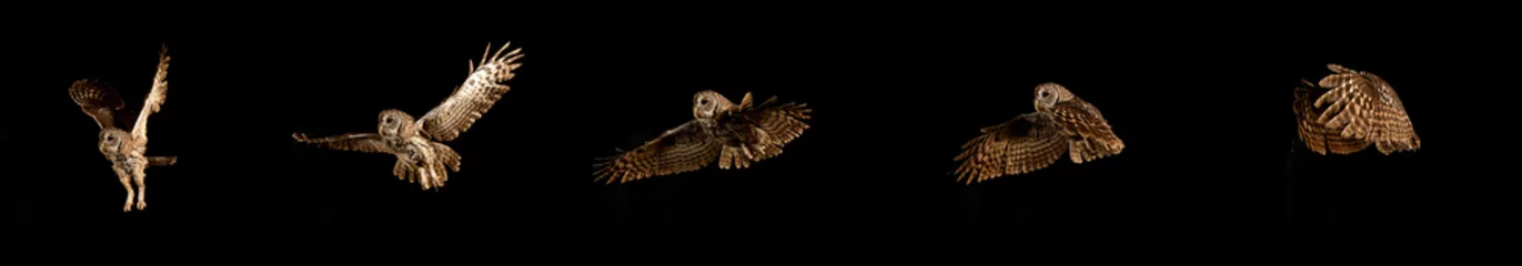 Poster Eurasian Tawny Owl, strix aluco, Adult in Flight, Normandy © slowmotiongli