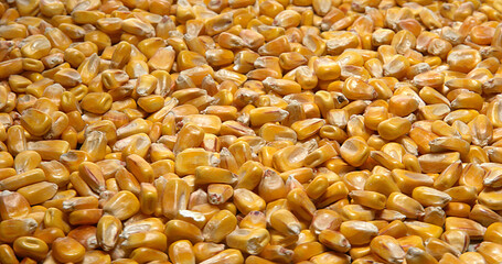 Corn, zea mays