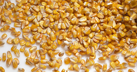 Corn, zea mays falling against White Background