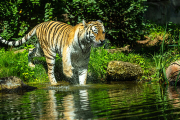Obraz premium Sibirian Amur Tiger goes swimming