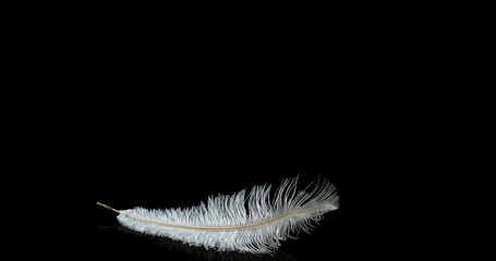 White Feather Falling against Black Background, Normandy